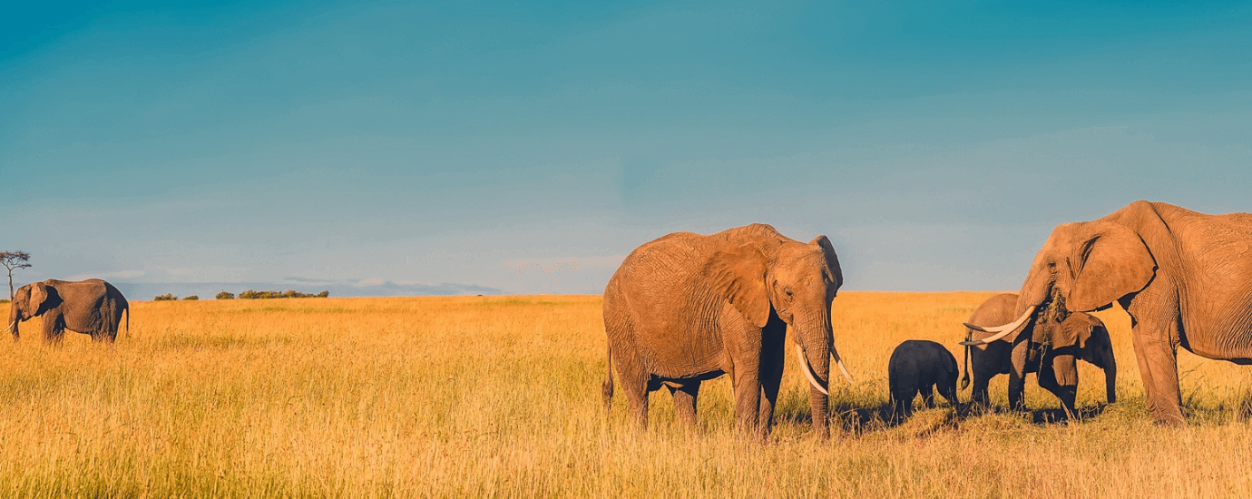 image d'un éléphant en afrique